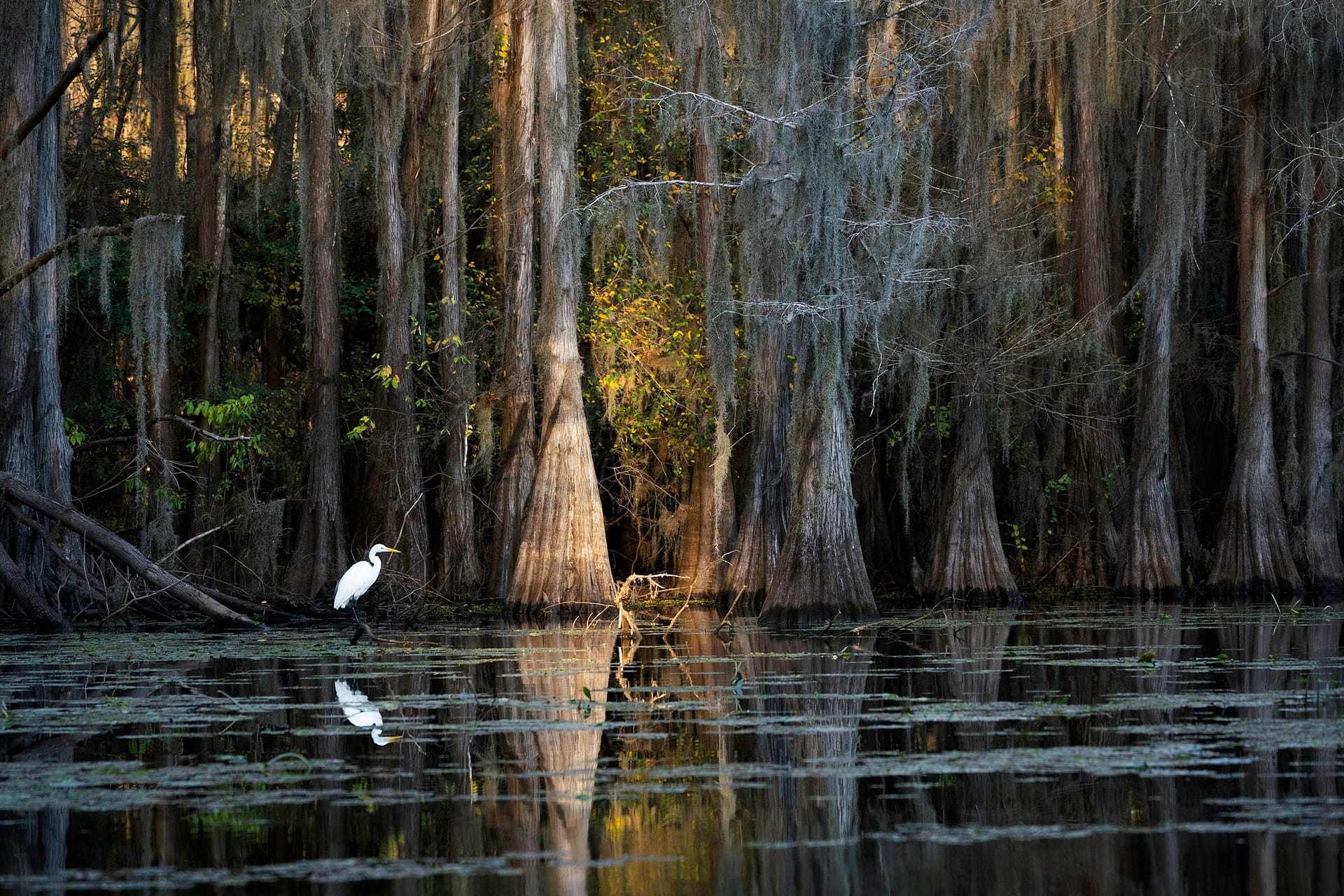 Louisiana wildlife