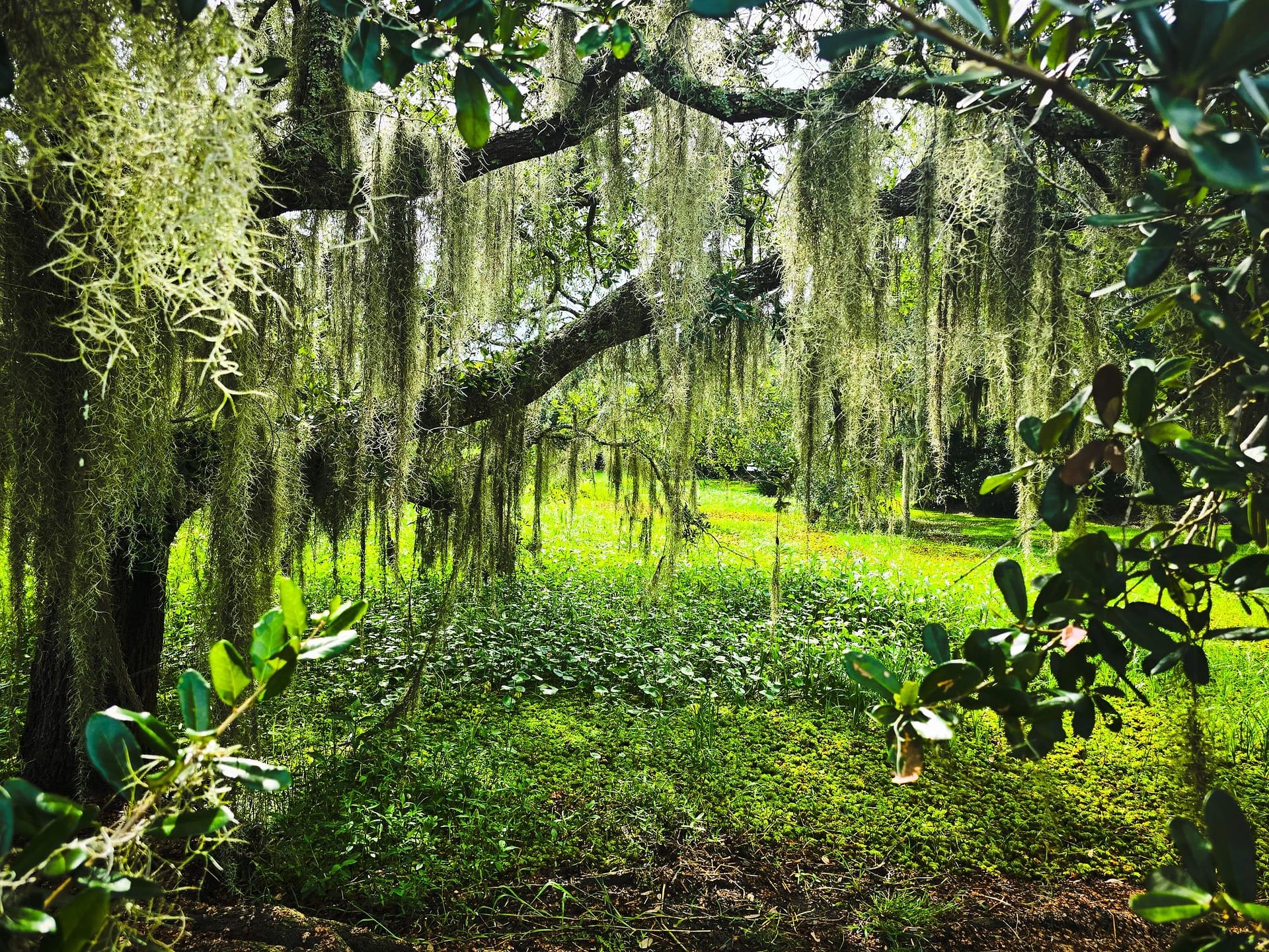 Louisiana scenic outdoors